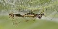 Gampsocoris culicinus